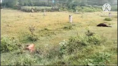 नागौद: गिरजापुर गांव में विद्युत लाइन टूटने के कारण करंट की चपेट में आने से 2 गधों की हुई मौत