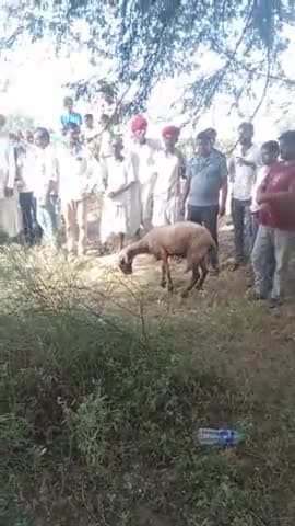 सांचोर: सांचौर के धमाणा सरहद में चर रहीं 18 भेड़े मरी, 15 की हालत गंभीर