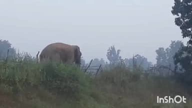 डौण्डी: जिले के दल्लीराजहरा रेंज से महाराष्ट्र बॉर्डर के जंगल में घुसा दंतैल हाथी , लोगों ने ली राहत की सांस