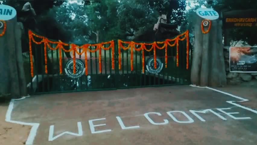 मानपुर: बाघों के दीदार के लिए आज 1 अक्टूबर से खुले बांधवगढ़ के प्रवेश द्वार, यहां के वन क्षेत्र में है सर्वाधिक 165 टाइगर।#btr