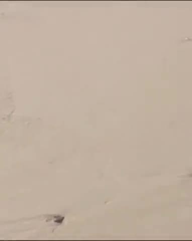 *जिन्दा शंख किसी ने आज तक नहीं देखा होगा मगर आज देख लीजिए। बहुत सौभाग्य से ही देखने को मिलते हैं!*