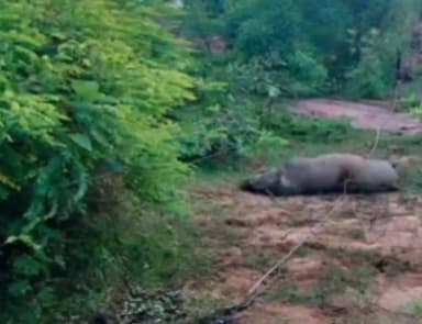 सिंगरौली: मझौली गांव में 11 हज़ार केवी के बिजली के तार के टूटने से एक तेंदुए व एक जंगली सुअर की हुई मौत
