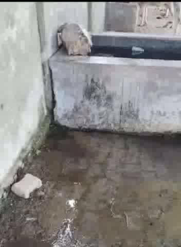 उन्नाव: गदनखेड़ा स्थित गौशाला में अव्यवस्था को लेकर हनुमंत जीव आश्रय के संस्थापक धरने पर बैठे