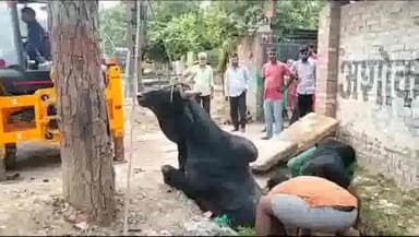 उन्नाव: सिविल लाइन में नाले में गिरा गोवंश, पुलिसकर्मी की मदद से निकाला गया बाहर