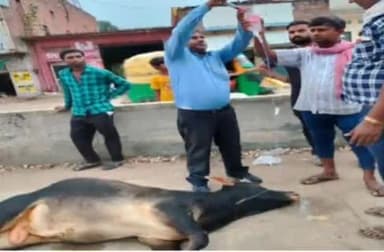 मड़ियाहू: बाइक सवार एवं गोवंश की हुई टक्कर में दोनों बुरी तरह से हुए घायल, रामपुर पुलिस ने दोनों का कराया इलाज