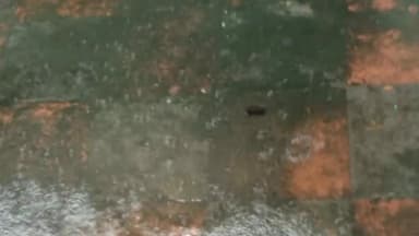 हज़ारीबाग: चूरचू प्रखंड क्षेत्र में बारिश से धान की फसल को फायदा तो तिल फसल को भारी नुकसान