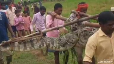 लालगंज: परसिया मुड़पेली गांव में धान के खेत में बैठा 10 फीट लंबा मगरमच्छ, अदवा जलाशय में वन विभाग की टीम ने मगरमच्छ को छोड़ा