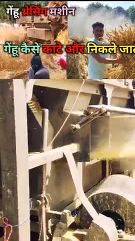 गेहूं की कटाई कैसे की जाती हैं #शोर्ट्स  #video #gehu #amroha