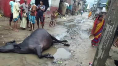 सिधाव: लिपनी गांव में करंट लगने से दुधारू भैंस की हुई मौत