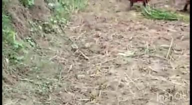 रामसनेही घाट: अंबरपुरवा से खेवराजपुर तक खेतों में लगी धान की फसल काटकर नाले की खुदाई की गई,ग्रामीण कर रहे विरोध ,वीडियो वायरल