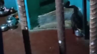 दमोह: सगरा गांव में देर रात एक घर में जंगली कबर बिज्जू घुसा, स्थानीय लोगों ने सूझबूझ से भगाया