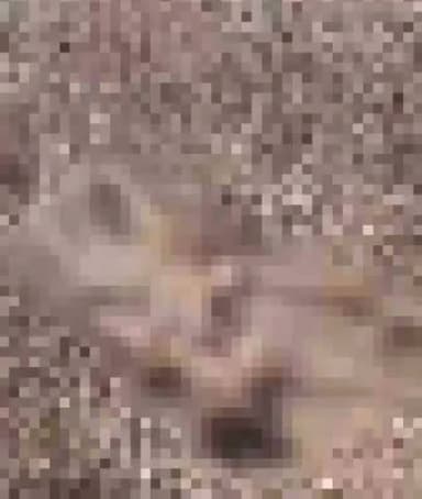 सिंगरौली: मोरवा थाना क्षेत्र के कुशवई जंगल में एक नरकंकाल मिलने से क्षेत्र में फैली सनसनी जांच में जुटी मोरवा पुलिस