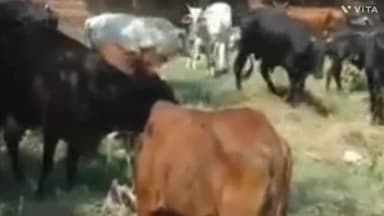 अम्बाला: गांव धूलकोट के लोगों ने नगर निगम अधिकारियों को दी चेतावनी आवारा पशुओं को पकड़ने की जल्द करें करवाई