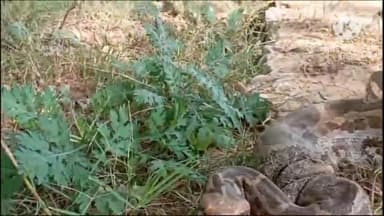 धौलपुर: सरानी खेड़ा गांव के पास स्थित मंदिर पर मछली के जाल में फसे अजगर सांप का वन विभाग ने किया रेस्क्यू