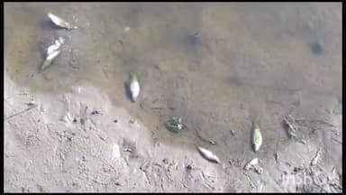 मांट: गांव मावली में सिंगाड़े की बेलों को रोग से बचाने को डाले कैमिकल से तालाब में मरी हजारों मछलियां