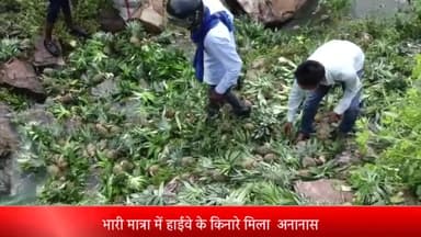 रॉबर्ट्सगंज: लोढ़ी में सड़क किनारे भारी मात्रा में पड़ा मिला अनानास, राहगीरों में लूटने की मची होड़