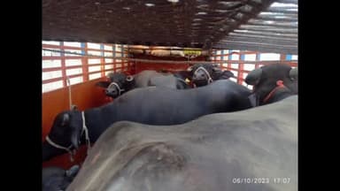 गोपालगंज: मोहम्मदपुर ओवर ब्रिज से पुलिस ने वाहन जांच के दौरान मवेशियों से भरे ट्रक को किया जब्त, चार तस्करों को किया गिरफ्तार