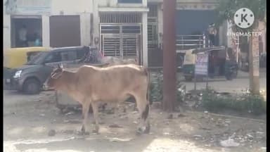 धौलपुर: आवारा गौवंशो से शहर वासी परेशान,हर रोज हो रही है दुर्घटना