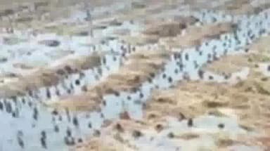 जलालगढ़: जलालगढ़ प्रखंड में बारिश के पानी तथा बाढ़ में डूबने से सैकड़ों एकड़ में लगी धान की फसल हुई बर्बाद