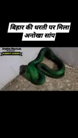 मुशहरी: green कोबरा सांप #snakes