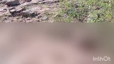 कसडोल: दलदली के जंगल में हाथी के हमले से एक व्यक्ति की हुई मौत, वन विभाग व पुलिस को दी गई सूचना