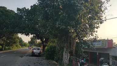 नागौद: हरे पेड़ों को काटकर एल्युमीनियम फैक्ट्री मंटोला तक बिछाई जा रही है विद्युत लाइन, पेड़ों की सुरक्षा की ग्रामीणों ने की मांग