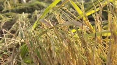 ਨਾਭਾ: ਅਨਾਜ ਮੰਡੀ ਤੇ ਖੇਤਾਂ ਚ ਬੇਮੌਸਮੀ ਬਰਸਾਤ ਨਾਲ ਝੋਨੇ ਦੀ ਫਸਲ ਖਰਾਬ ਹੋ ਗਈ, ਕਿਸਾਨਾਂ ਨੇ ਸਰਕਾਰ ਤੋਂ ਮੁਆਵਜ਼ੇ ਦੀ ਮੰਗ ਕੀਤੀ