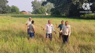 नागौद: देवगुना गांव में पानी नहीं मिलने से सूखी धान की फसल, किसानों ने सतना कलेक्टर से सर्वे करा मुआवजा दिलाने की रखी मांग