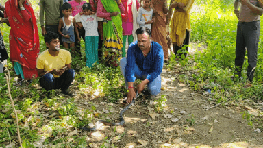 नरवर: नरवर ग्राम कठेंगरा में किसान के खेत में निकला सांप रेस्क्यू टीम ने तत्काल किया रेस्क्यू#resqu #नरवर