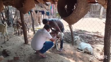 सुकमा: मुर्लीगुड़ा में पशुधन विकास विभाग के द्वारा चलाया गया टीकाकरण अभियान मवेशियों का किया गया टीकाकरण