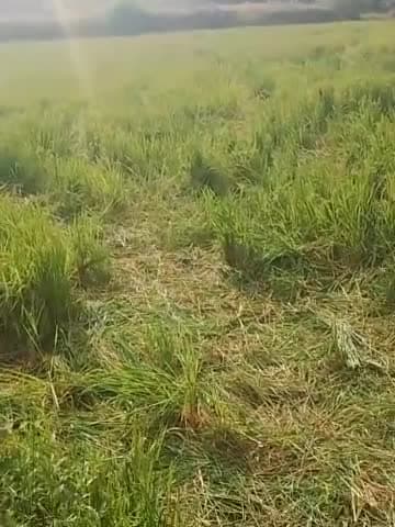 उदयपुर: @हाथियों की दल ने किसानों की खेती को पहुंचाया नुकसान 
#hathi #हाथी #नुकसान #खेती