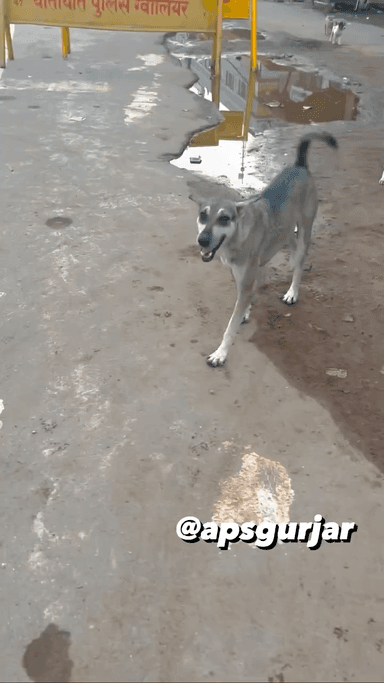 ग्वालियर गिर्द: BAHUT DINO BAAD MILNE KA NATIJA 😮
#apsgurjar #supportinghandsfoundation #doglovers #doglife #dogs #doglove #dogmom