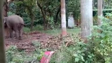 गोरखपुर: विनोद वन में पागल हाथी एक बार फिर बिदका, महावत को पटककर किया घायल, वन विभाग की टीम हाथी को कंट्रोल करने में लगी