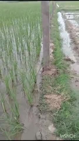 सिरसागंज: सिरसागंज क्षेत्र के गांव भदेसरा में खेत पर जबरन खंबे लगाकर अतिक्रमण करने की पीड़ित ने की एडीएम से शिकायत