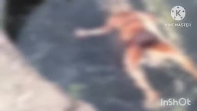 नागौद: रैकरी गांव के कुएं में तैरते मिले महिला के शव की अभी तक नहीं हुई शिनाख्त, मर्ग कायम कर विवेचना में जुटी पुलिस