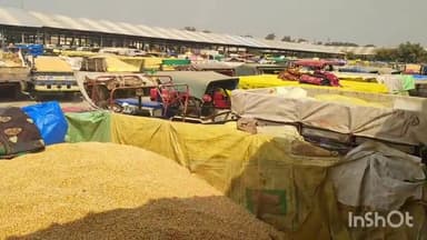 गुना: नानाखेड़ी कृषि मंडी में सालों बाद हो रही मक्का की बंपर आवक, सचिव ने कहा, सोमवार से ज्यादा मंगलवार को हुई मक्का की आवक