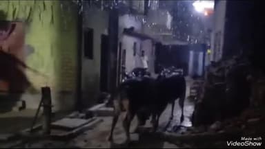 सुल्तानपुर: लाला का पुरवा मोहल्ले में दो सांडों की लड़ाई का CCTV फुटेज आया सामने, टूटी 2 बाइकें