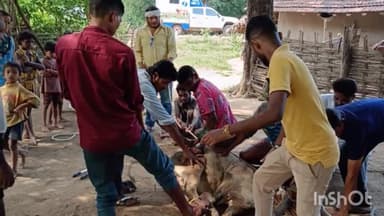 सुकमा: नरसापुरम में पशुधन विकास विभाग के द्वारा चलाया गया टीकाकरण अभियान