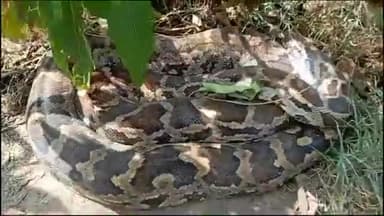 देवेंद्रनगर: उत्तर वनमंडल के देवेंद्रनगर रेंज अंतर्गत बृजपुर मे जगदीश स्वामी मंदिर के पास बीच सड़क पर घायल अवास्था में मिला अजगर सांप।