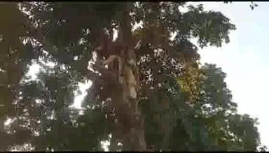 खड्डा: रामनगर में जमीन के मामले को लेकर पेड़ पर चढ़ा एक 60 वर्षीय बुजुर्ग, खुदकुशी की दी धमकी