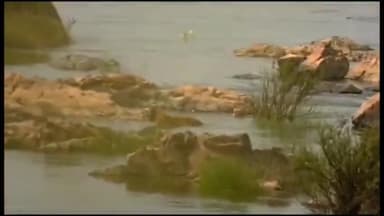 पन्ना: पन्ना टाइगर रिजर्व की केन नदी में पर्यटको को तैराकी करते दिखे एक साथ 5 बाघ फील्ड डायरेक्टर ने की पुष्टि।