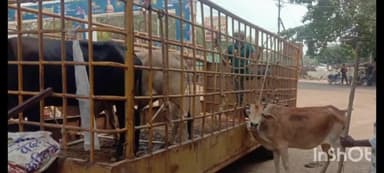 दुर्ग: आयुक्त लोकेश चन्द्राकर के निर्देश पर रोका छेका अभियान के तहत निगम क्षेत्र से 40 आवारा पशुओं को पकड़ा गया