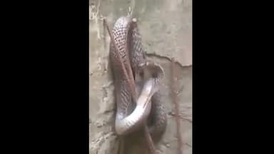 सिधाव: गोवर्धना थाना क्षेत्र के मलचंगवा गांव के एक घर में दिखा कोबरा सांप, मौके पर पहुंचे वन विभाग के कर्मी