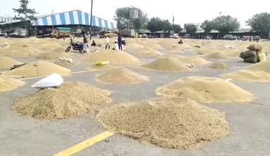 मंदसौर: मंदसौर लालघाटी स्थित कृषि उपज मंडी में सोयाबीन और लहसुन की बंपर आवक कल से 3 दिन का मंडी में रहेगा अवकाश