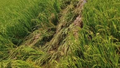 बगोदर: कुसमरजा में हाथियों ने जमकर मचाया उत्पात, किसानों की धान की फसल को रौंदकर किया बर्बाद