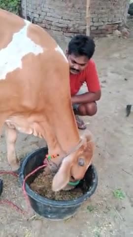 Lumpy Virus Skin Disease: लंपी वायरस से भारत के कई राज्य के पशुपालक दहशत में हैं. राजस्थान में यह वायरस कहर बनकर टूटा है