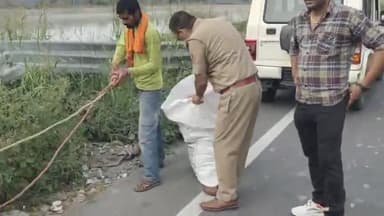 करनाल: काछवा पुल के पास पश्चिमी यमुना नहर में गिरीं 4 गाय, पुलिस व गोताखोरों ने शव निकालने के प्रयास किए शुरू