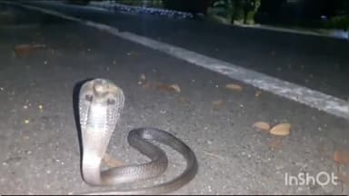 लाडपुरा: पुलिस महानिरीक्षक के आवास में घुसा कोबरा सांप, स्नेक कैचर ने किया रेस्क्यू