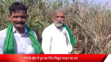 सरधना: बिजली का तार टूट कर गन्ने के खेत में गिरा, एक बीघा गन्ने की फसल जलकर हुई बेकार, गांव बहादुरपुर की घटना