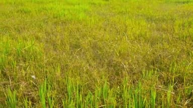 फुल्लीडूमर: घनुआं गांव के किसानों ने सिंचाई के अभाव में बीमारी से बर्बाद हुई धान की फसल के मुआवजे के लिए किया प्रदर्शन